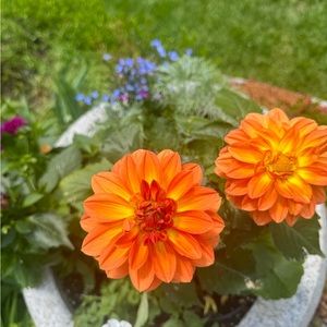 Meet your Posher, Abbey